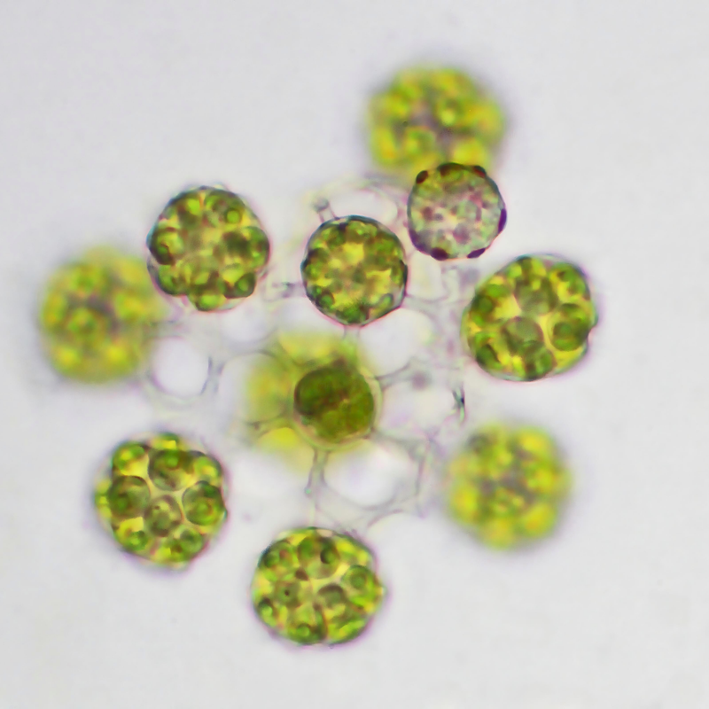 Hariotina reticulata |  (c) MicroMuse Studios, 2023