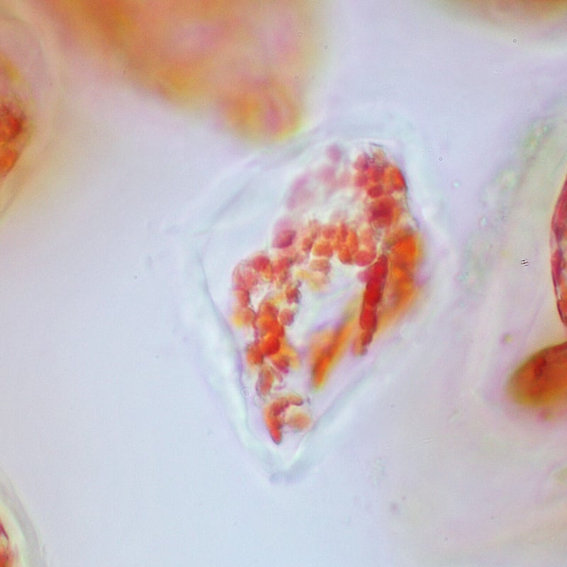 Zellen der Hagebutte