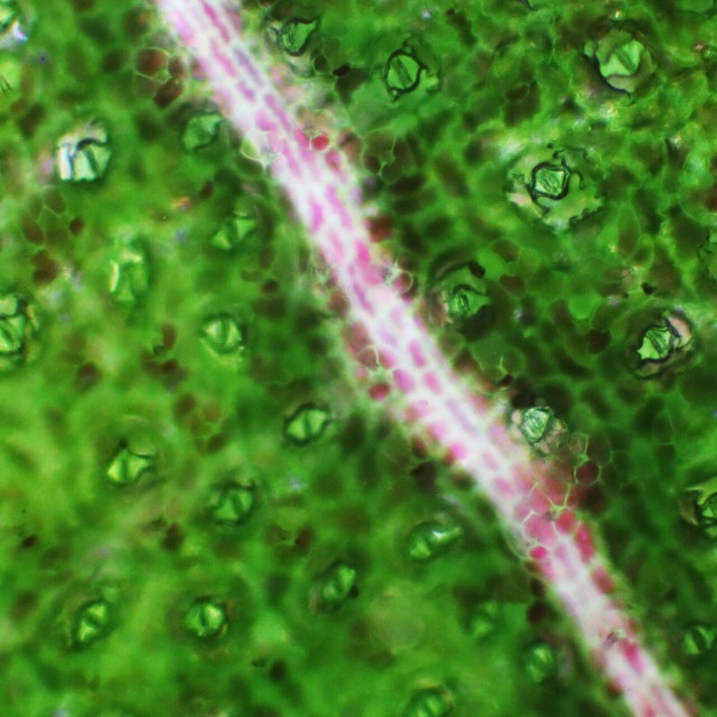 Blatt-Unterseite einer Calathea Pflanze (Stomata)