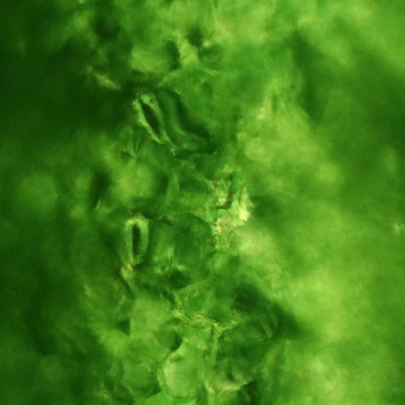 Blatt-Unterseite einer Calathea Pflanze (Stomata)