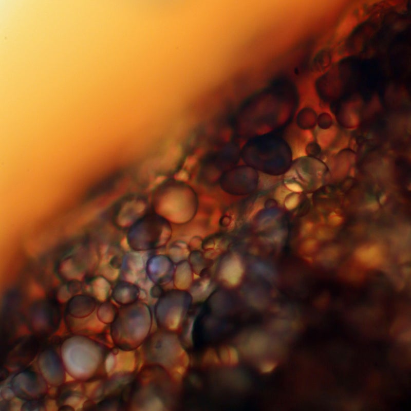 Iod Stärke Färbung von Kartoffelzellen, Mikrofotografie