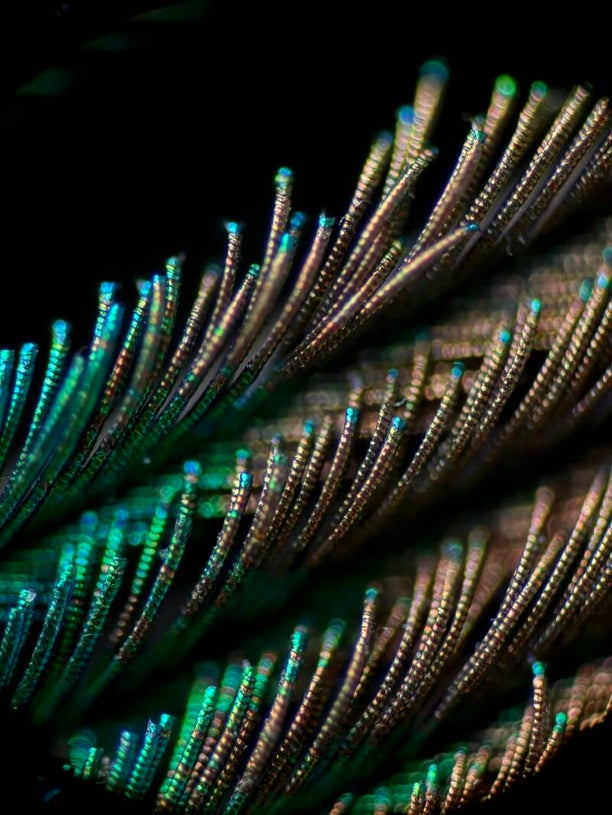 Schillernde Pfauenfedern unter dem Mikroskop - Peacock feathers under a microscope - Nina Gruber Mikrofotografie MicroMuse Studios Science meets Art