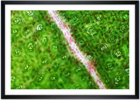 Druck | Calathea