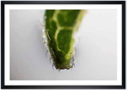 Druck | Blatt