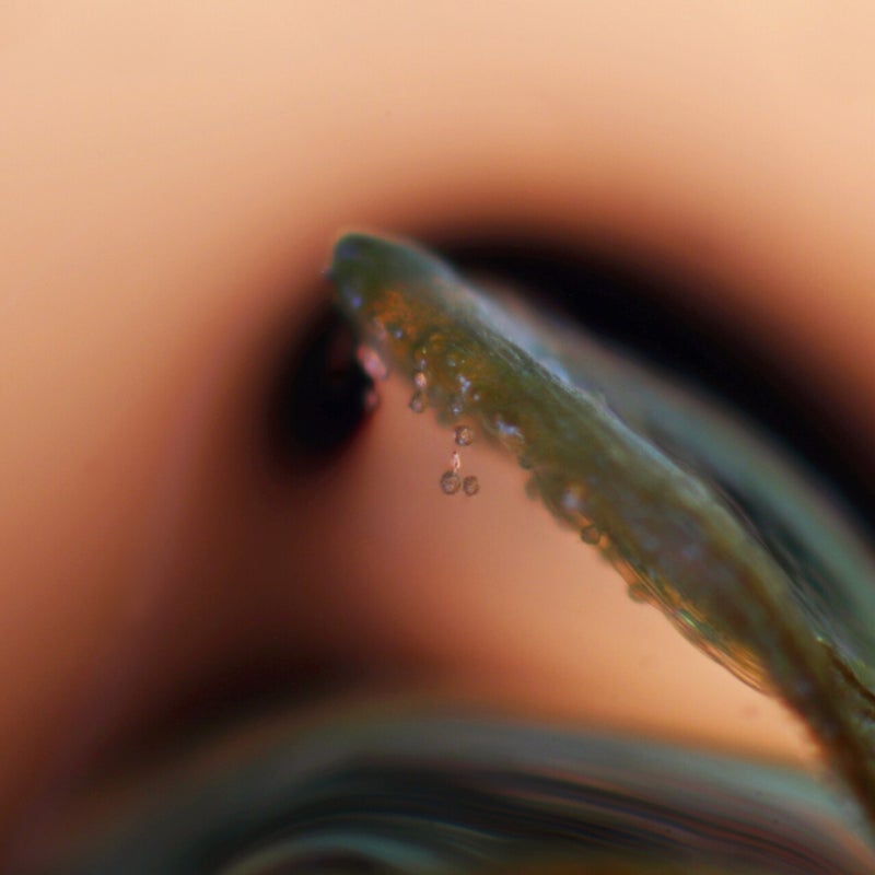 Pflanze mit Pollen, Mikrofotografie