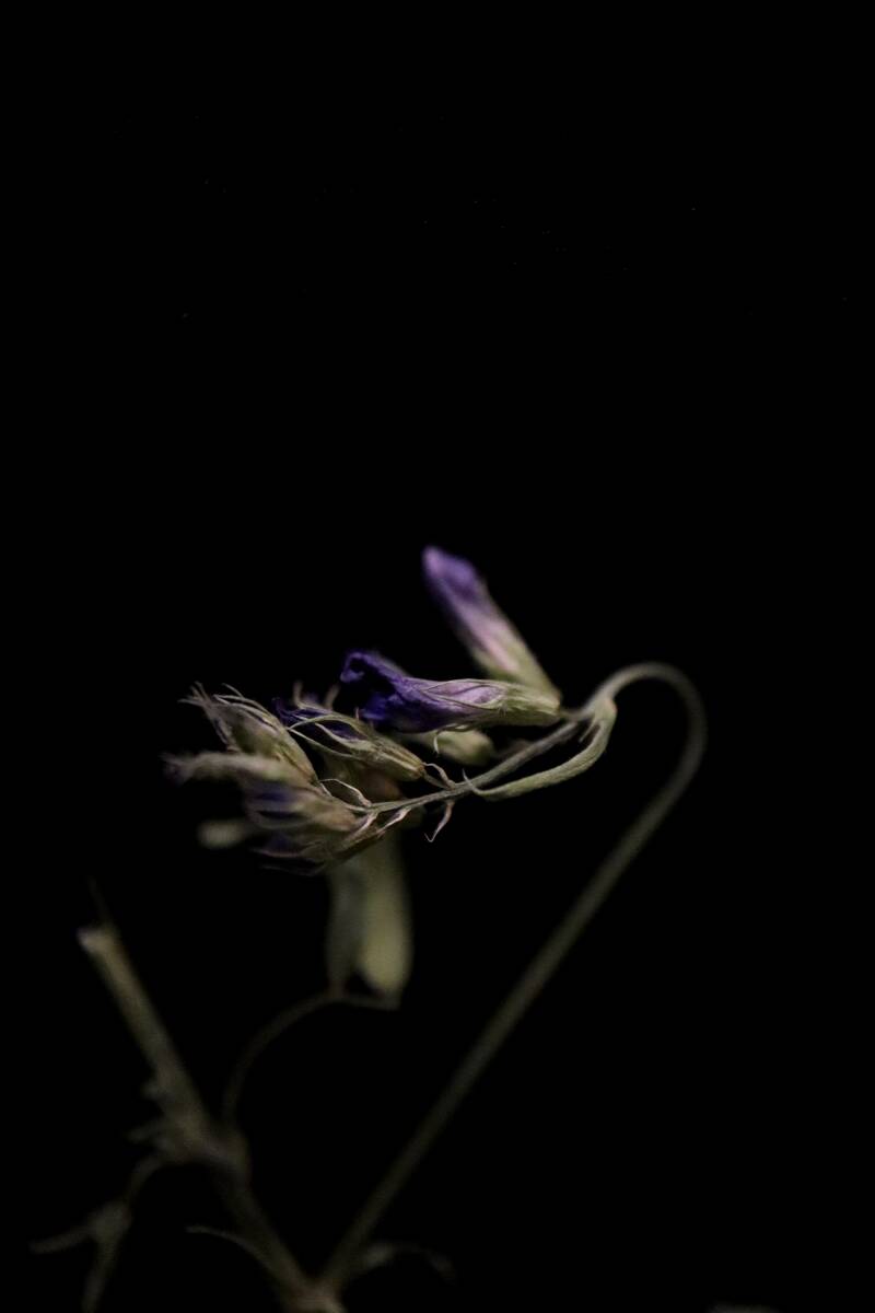 Getrocknete Blume vor schwarzem Hintergrund, low light. Künstlerische Makro Studio Fotografie, Drucke erhältlich. Fine Art Prints Innenausstattung Deko Einrichtung Interior Botanik