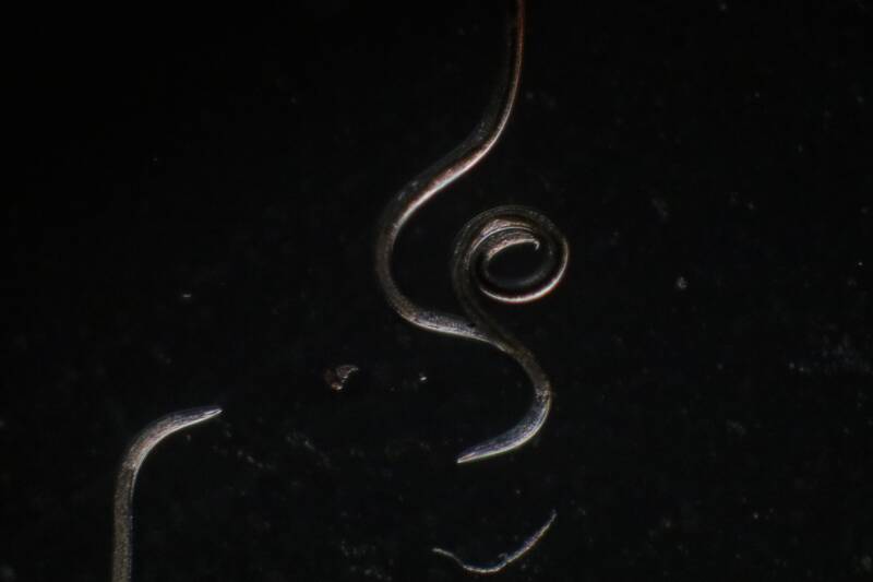 Wasserprobe Moos, Dunkelfeldmikroskopie