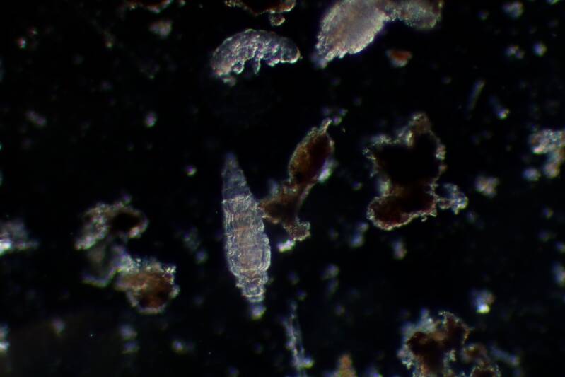 Wasserprobe Moos, Larven, Dunkelfeldmikroskopie