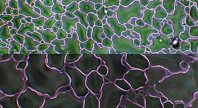 Trippy Psychedelisch Abstrakte Muster entstehen durch Flüssigkeiten auf einem Objektträger durchs Mikroskop betrachtet. Mikrofotografie, Motic BA310E