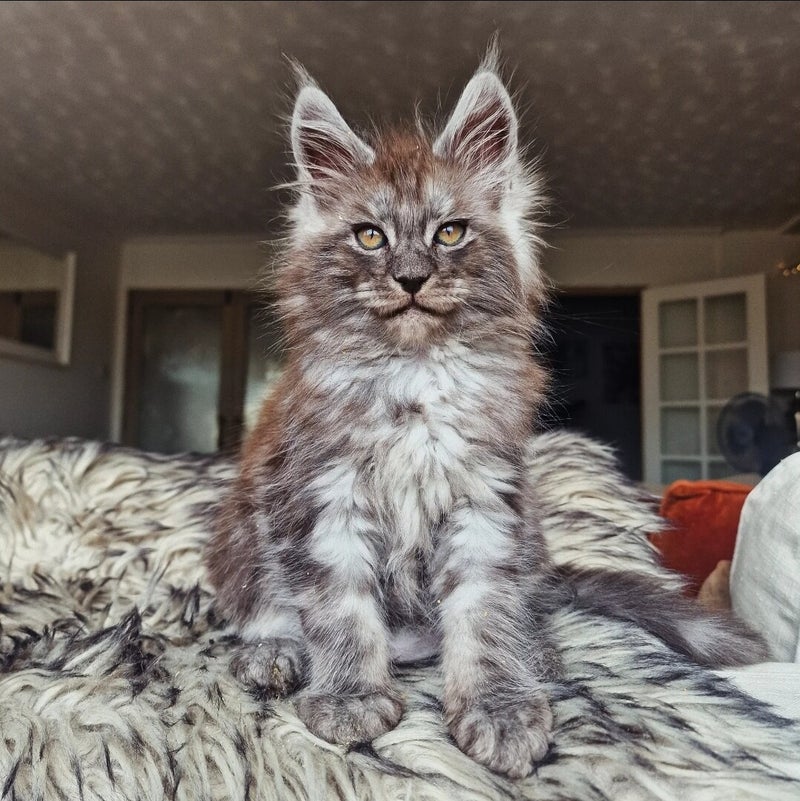 Coon Rabbit Home | Coon Cubs Nursery | Maine Coon Breeders in Callander