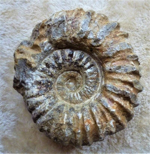 Acanthoceras  13 cm