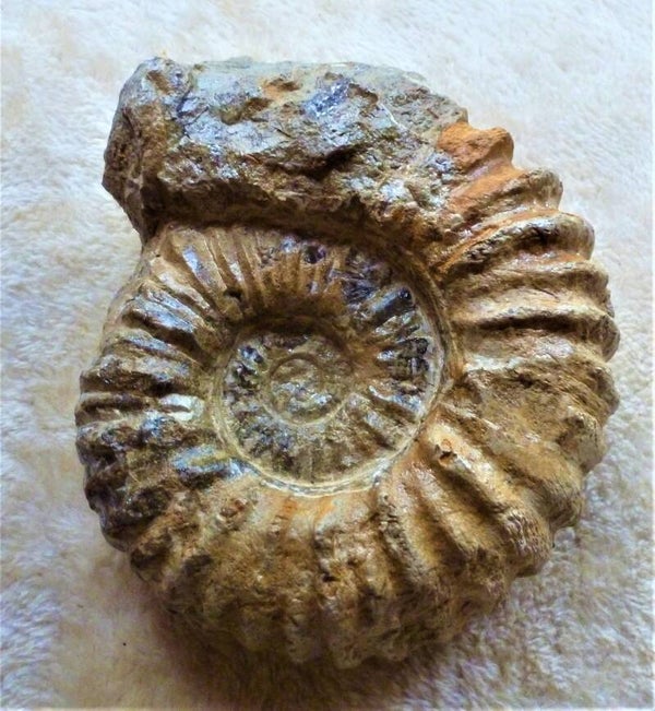 Acanthoceras  16 cm