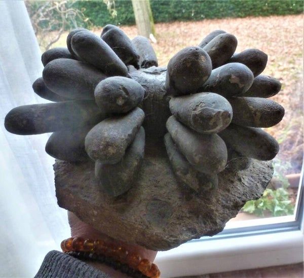 21 cm grote zeeegel uit het krijt Marokko  voorbeeld