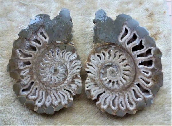 Ceratiet Timor, zeldzame doorsneden met kristallen.