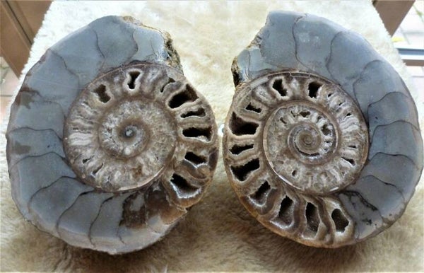 Ceratiet Timor, zeldzame doorsneden met kristallen.