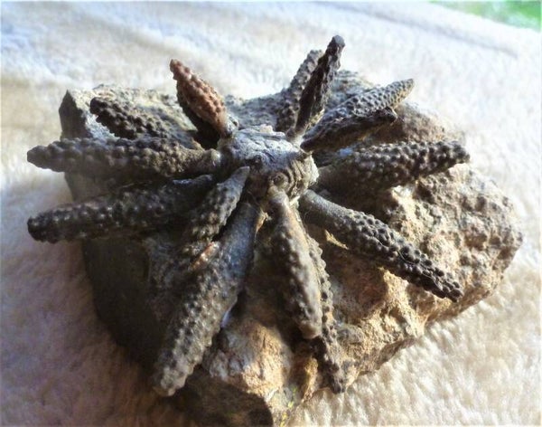 Zee-egel  Sphaerotiaris met stekels