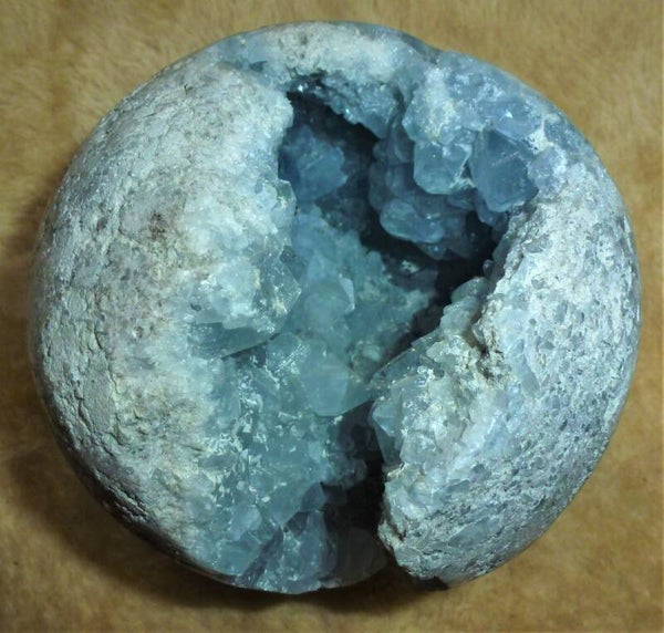 Celestienbol uit Madagaskar