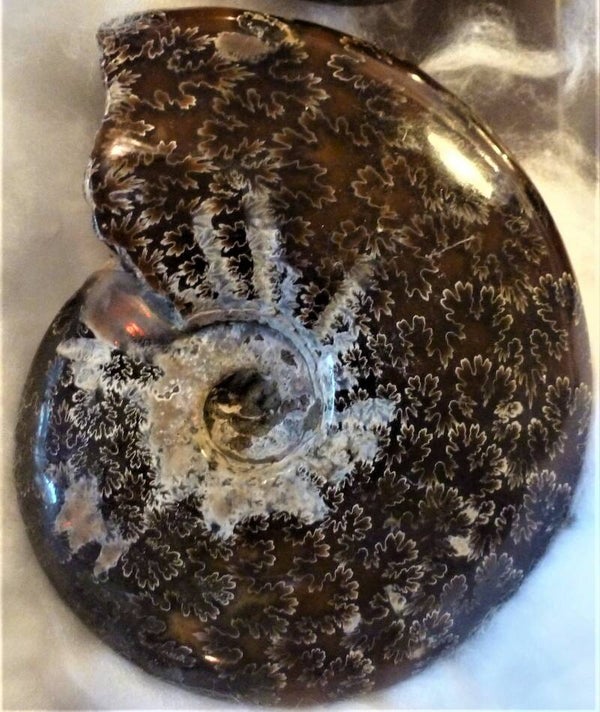 Prachtige Ammoniet Cleoniceras Madagaskar