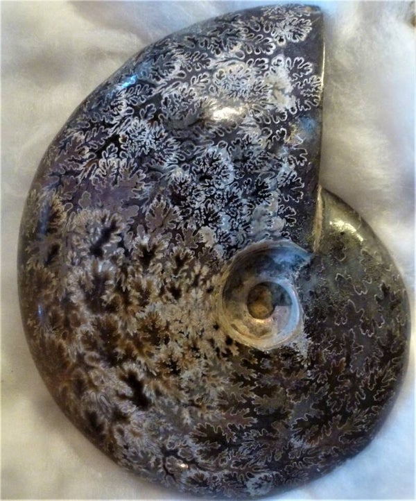 Ammoniet madagaskar 110 miljoen jaren jong 110 mm