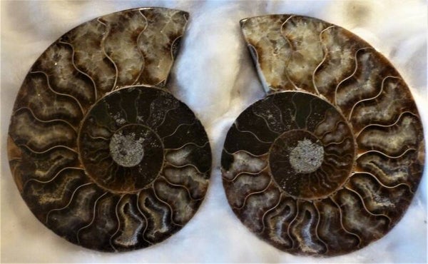 Ammonietenpaar Madagaskar  12 cm