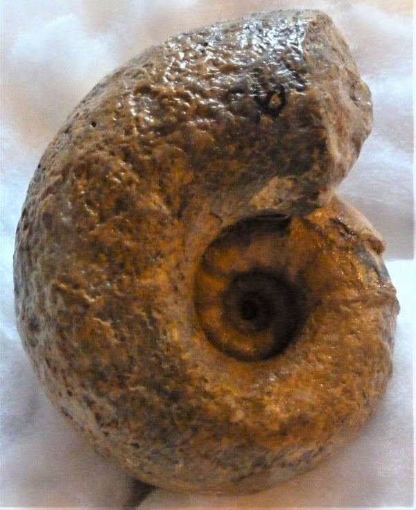 Dikke ammoniet  8,5 bij 6 cm