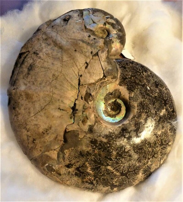 Grote Amoniet uit Madagaskar 17 cm