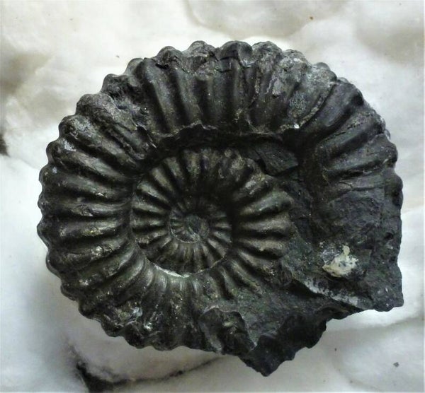 Zwarte ammoniet PROLYELLICERAS uit Peru