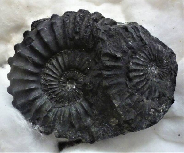 Zwarte Ammoniet uit Peru