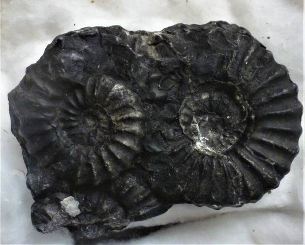 Zwarte ammoniet uit Peru