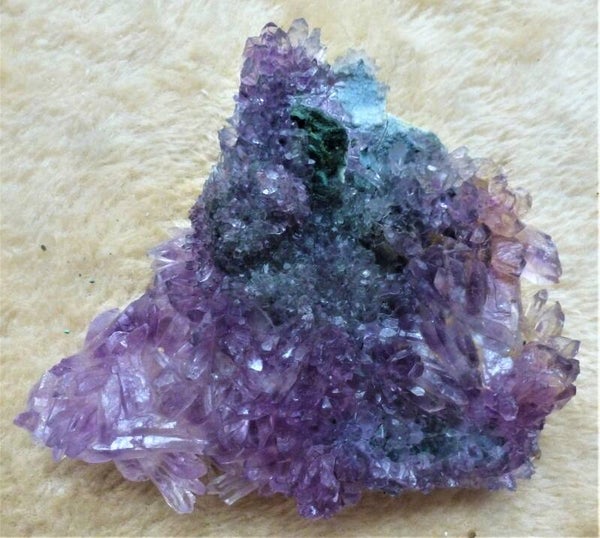 Amethistenschaal- roos Brazil