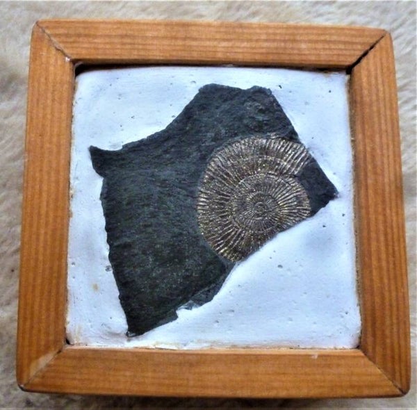 Mooie ammononiet uit Holzmadan de