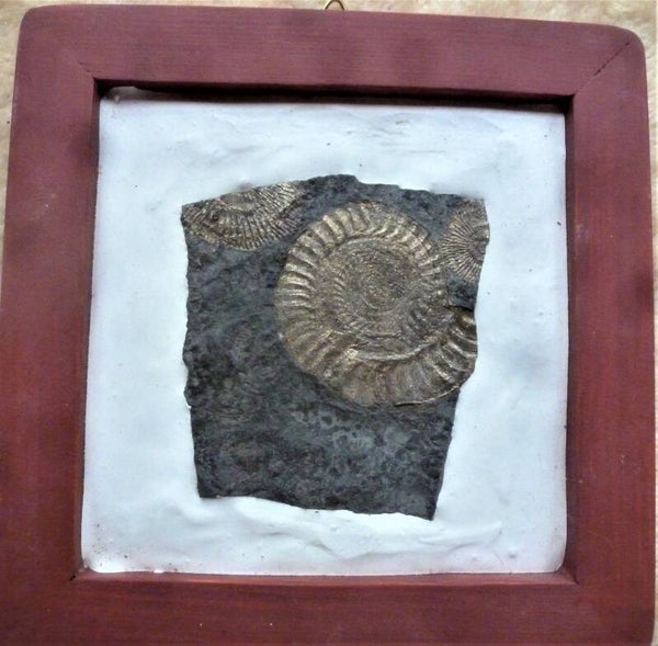 Mooie ammoniet uit Holzmaden de