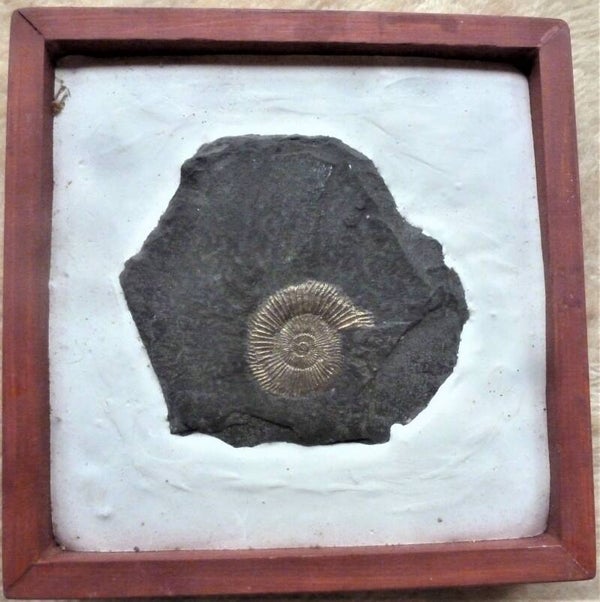 Mooie ammoniet uit Holzmaden de