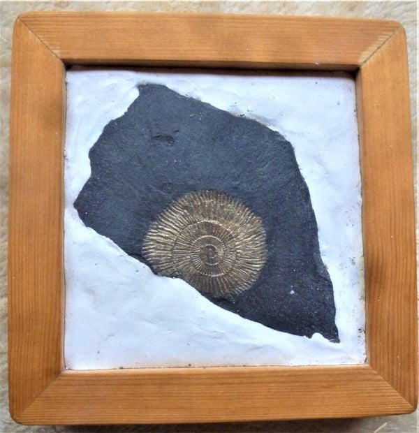 Mooie ammoniet uit Holzmaden de