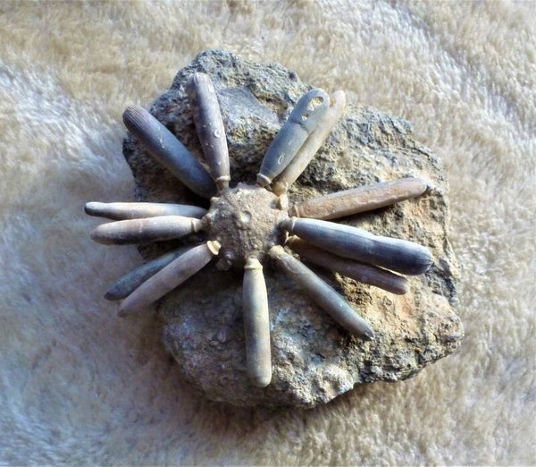 Zee-egel Asterocidaris met stekels