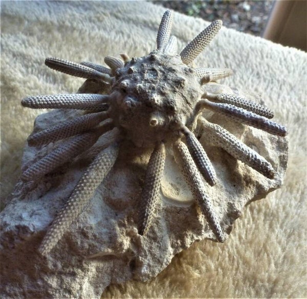 Zee-egel Hemicidaris met stekels