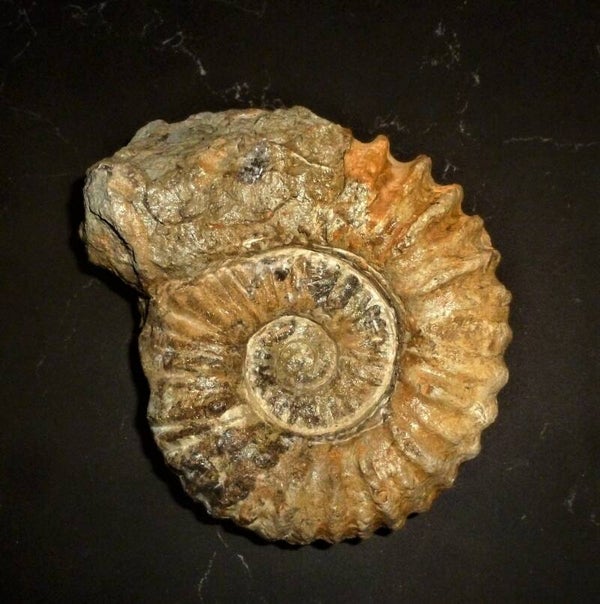 Acanthoceras   voorbeeld