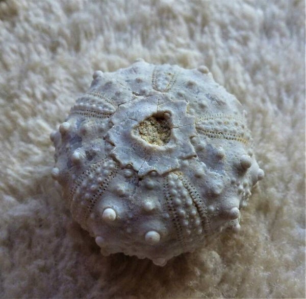 Fossiele Zee-egel