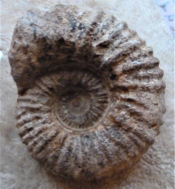 Acathoceras Krijt Marokko