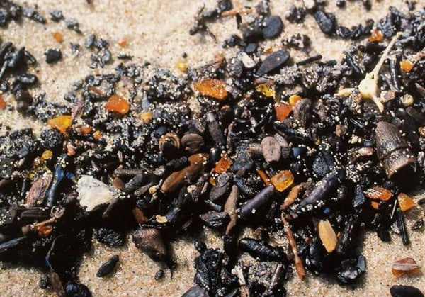 Barnsteen zoeken in de Oostzee,   Voorbeeld