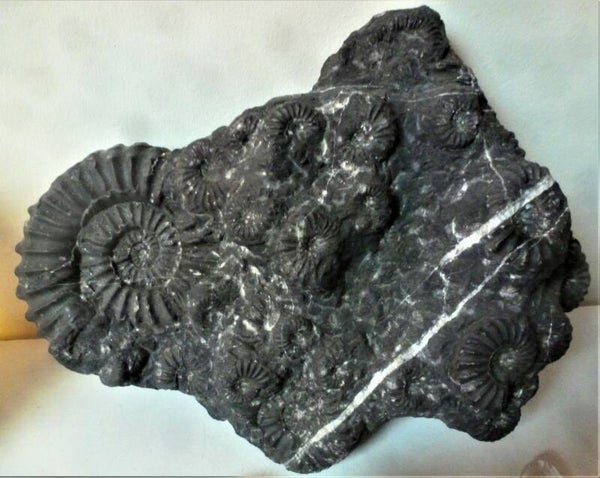 De zwarte ammoniet info