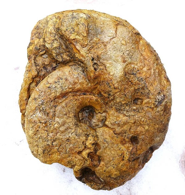 Grote Ceratiet 23 cm