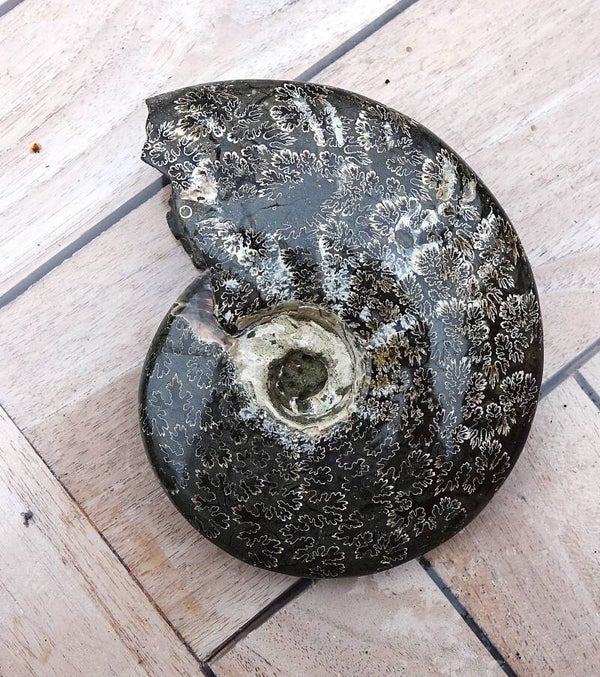 Prachtige ammoniet uit Madagaskar