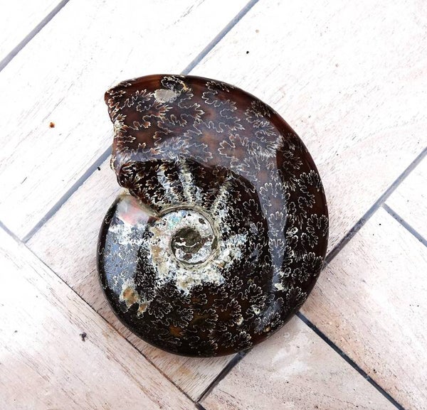 Prachtige ammoniet uit Madagaskar