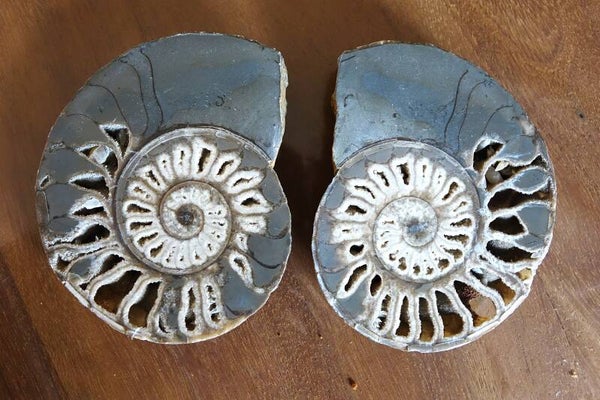 Zeer zeldzaam grote Ceratiet doorsnede uit Timor Indonesië