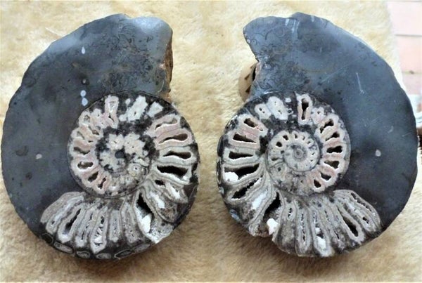 Zeer zeldzaam grote Ceratiet doorsnede uit Timor Indonesië