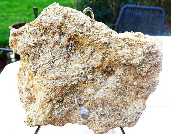 RRR Zeldzaam groot stuk Fossiele Zee-egel