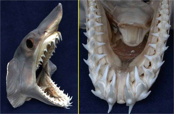 Wat een bekje. voorbeeld