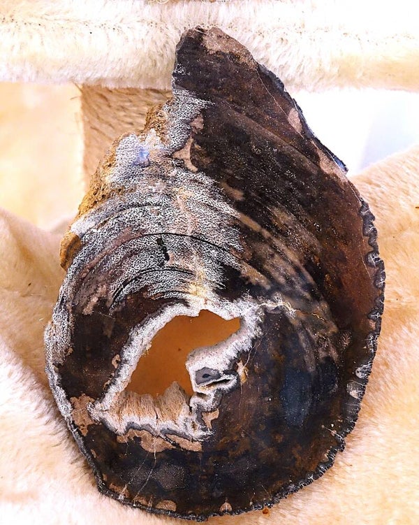 Mooi stuk versteend hout uit Madagaskar .