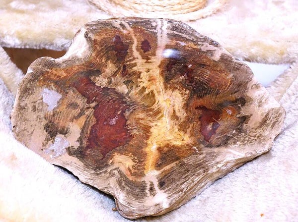 Groot stuk versteend hout uit Madagaskar
